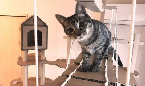 猫もお家でエクササイズ！？ 猫用フィットネス遊具の製作プロジェクトが始動