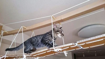 【写真】猫が大好きな吊り橋！ 愛猫家なら室内で運動できる環境を用意したいもの
