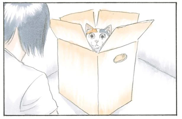 一見ただのダンボールだけど、実は猫の要塞です／拾い猫のモチャ（3）
