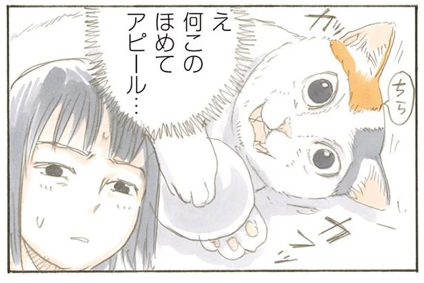 なんかちらちら見てくるな…まさかの「ほめて」アピール／拾い猫のモチャ（7）