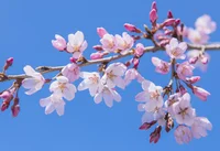 どうして桜の開花は「ソメイヨシノ」が基準なの？／誰かに話したくなる地球の雑学