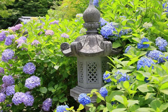 アジサイの花の色が変わるメカニズム／誰かに話したくなる地球の雑学