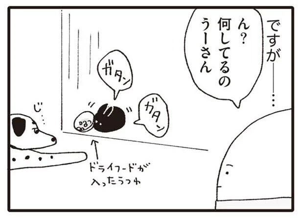 犬とウサギの流れるような連携プレイ！？／いぬねこ動物病院日記（9）