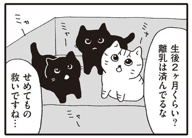 病院の前に捨てられていた3匹の子猫