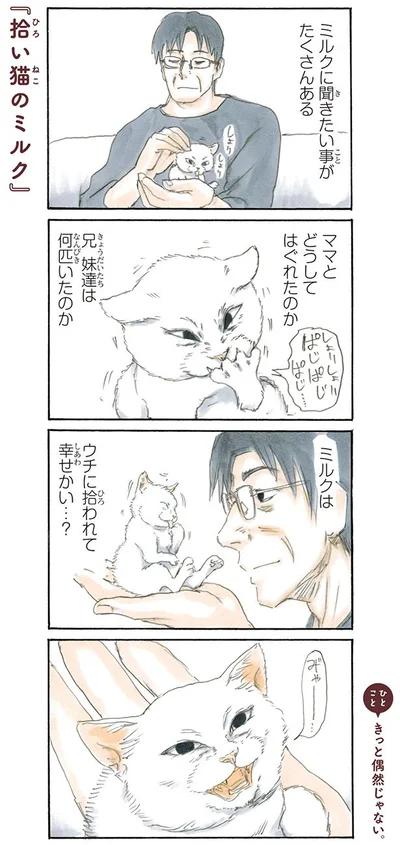 【画像を見る】拾い猫のミルク