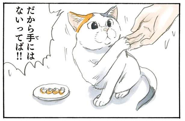 なぜ手から食べようとする…？ そこにエサ置いたでしょ！／拾い猫のモチャ2（7）