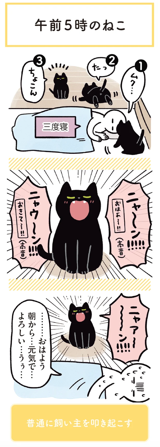 午前５時のねこ