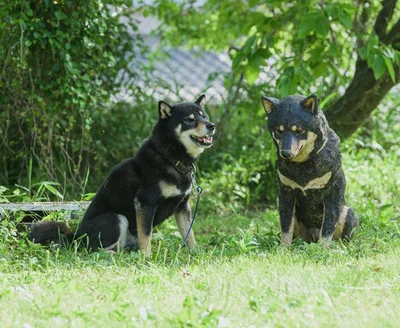 飼い犬の月くん