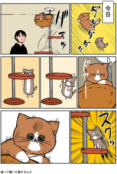 驚いた顔の猫