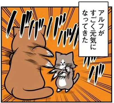 子ねこがすごく元気になってきた