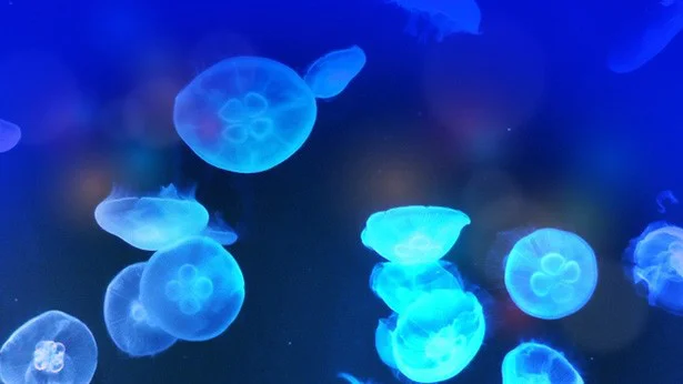 クラゲのコラーゲン保水力で 私の肌がウルツヤに レタスクラブ