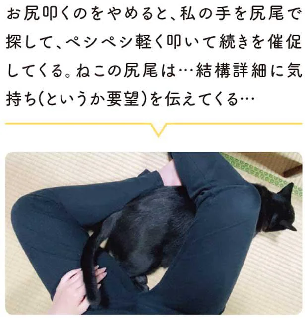 ねこの尻尾