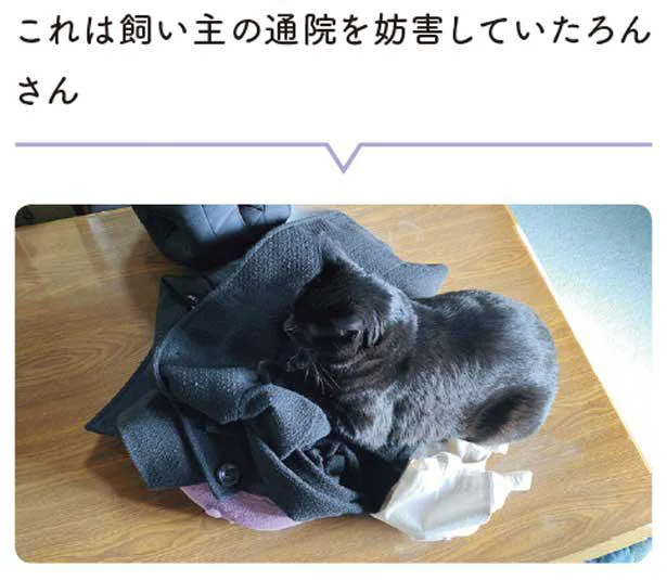 飼い主の通院を妨害していたろんさん