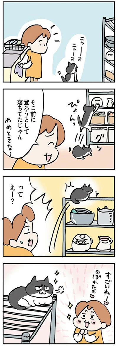 猫が棚に登って…