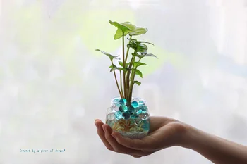 100均の商品だけでこんなに涼しげな観葉植物が完成！【500円で幸せになってみた】