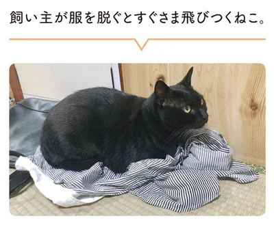 飼い主が服を脱ぐと