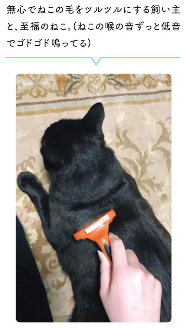 ごめんね、カバンが取りたいだけなんだよ／黒猫ろんと暮らしたら（15 