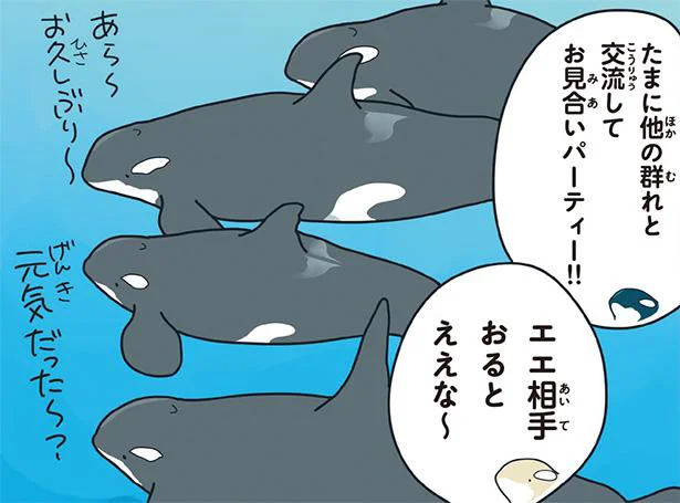 シャチは群れ同士で婚活パーティーをしてる!?／どうぶつの恋愛が不思議すぎて！（1）