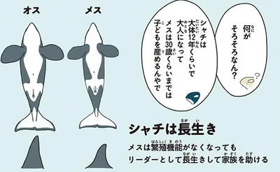 シャチは長生き！メスは30歳くらいまでは子どもを産める