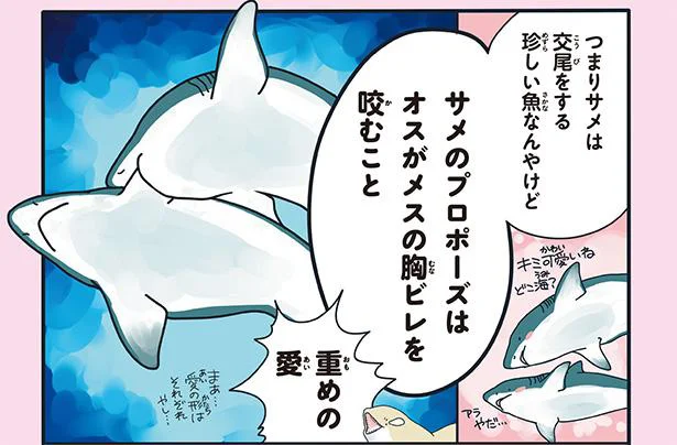 愛が大きいほど痛そう…!?　サメの衝撃プロポーズ／どうぶつの恋愛が不思議すぎて！（3）