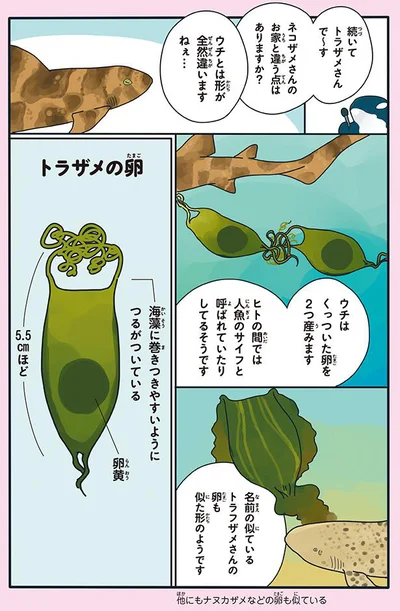 人魚のサイフと呼ばれていたりしてるそうです