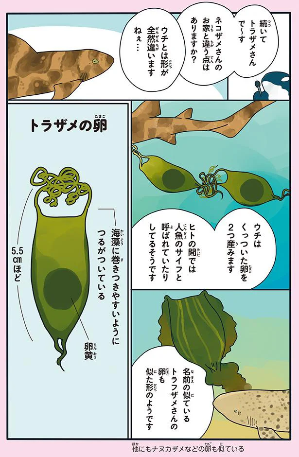 愛が大きいほど痛そう サメの衝撃プロポーズ どうぶつの恋愛が不思議すぎて 3 画像5 6 レタスクラブ 愛が大きいほど痛そう サメの衝撃プロポーズ どうぶつの恋愛が不思議すぎて 3 画像5 6 レタスクラブ