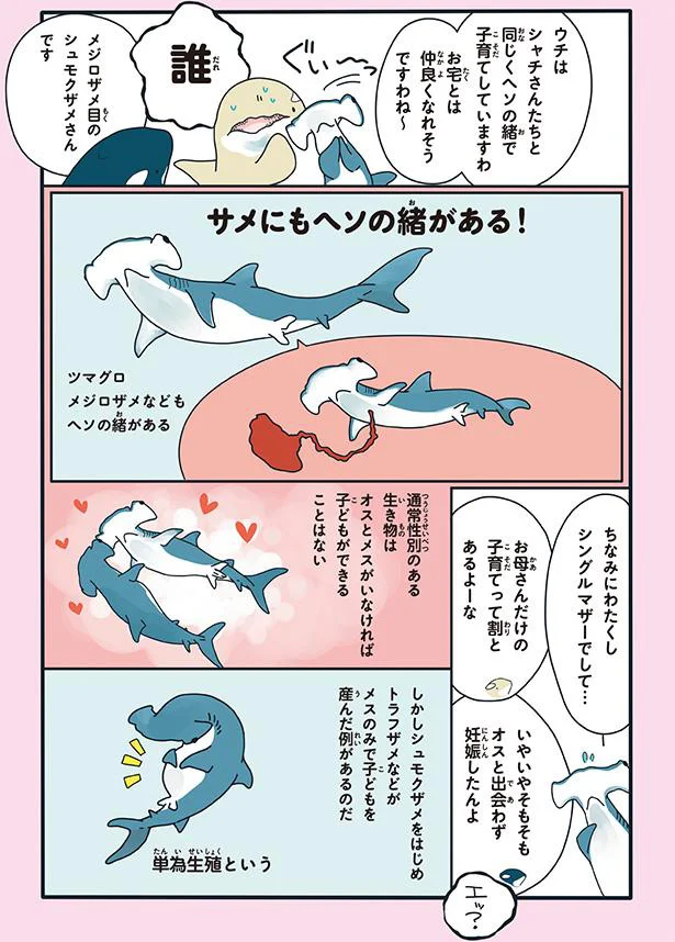 サメにもヘソの緒がある！