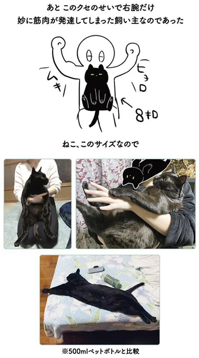 ねこ、このサイズなので