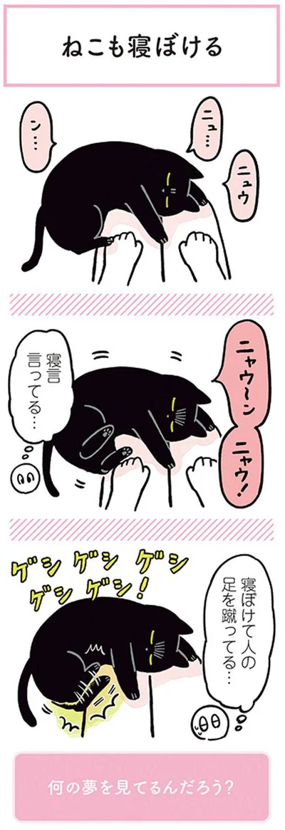 ねこも寝ぼける