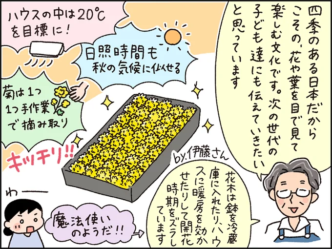 手間と時間をかけ、消費者の健康にも留意し食用として大切に育てられている菊の花