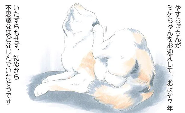 地域のボス猫に守られていた三毛猫。手を差し伸べてみると…／ミケちゃんとやすらぎさん（1）