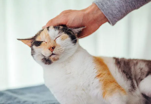 ナデナデしたらこの表情…！ 鍼灸マッサージ院の看板猫ミケちゃん／ミケちゃんとやすらぎさん（2）