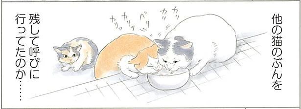 「天使」と言われた地域猫時代。ご飯を残してどこかに行ったと思ったら…／ミケちゃんとやすらぎさん（5）