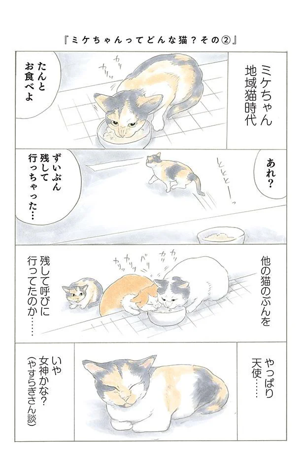 ミケちゃん地域猫時代