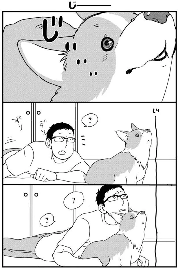このアングル ずっと見ていられる あしょんでよッ うちの犬ログ 1 2ページ目 レタスクラブ このアングル ずっと見ていられる あしょんでよッ うちの犬ログ 1 2ページ目 レタスクラブ