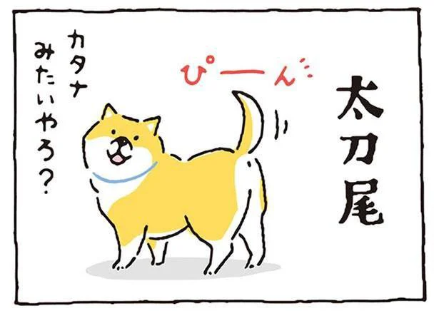 柴犬のいろんな尻尾