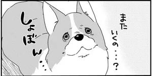 あしょんでよッ うちの犬ログ レタスクラブ あしょんでよッ うちの犬ログ レタスクラブ