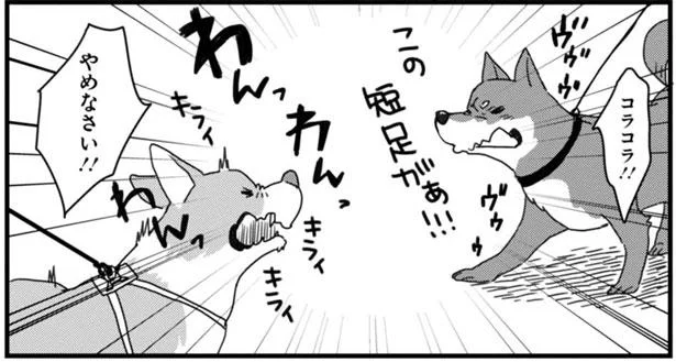 ご機嫌なお散歩中 ライバルがあらわれた あしょんでよッ うちの犬ログ 10 レタスクラブ ご機嫌なお散歩中 ライバルがあらわれた あしょんでよッ うちの犬ログ 10 レタスクラブ
