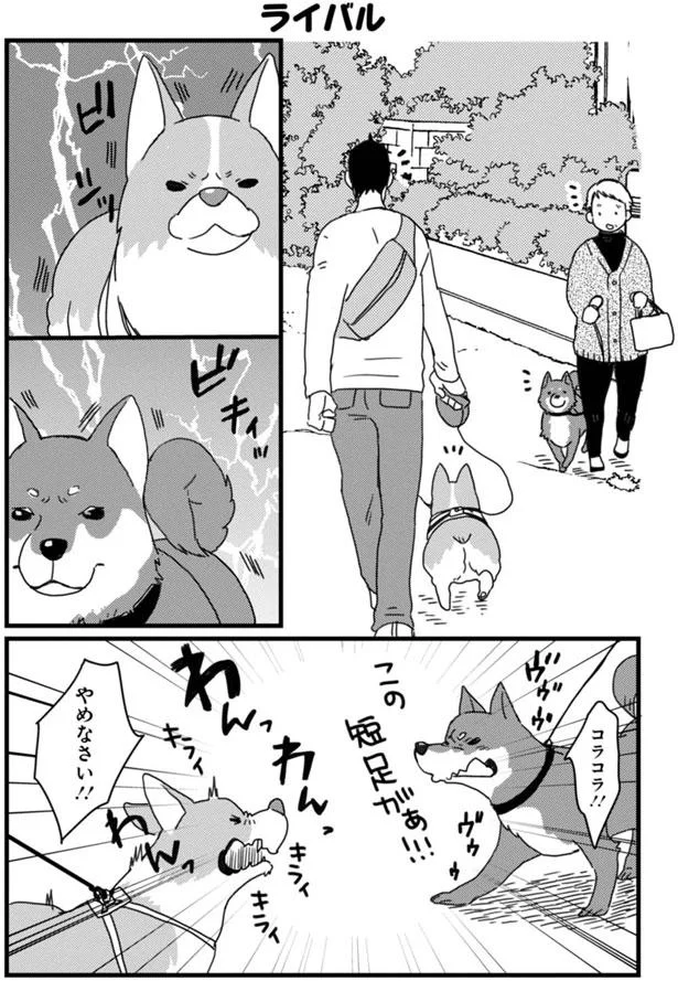 ご機嫌なお散歩中 ライバルがあらわれた あしょんでよッ うちの犬ログ 10 レタスクラブ ご機嫌なお散歩中 ライバルがあらわれた あしょんでよッ うちの犬ログ 10 レタスクラブ