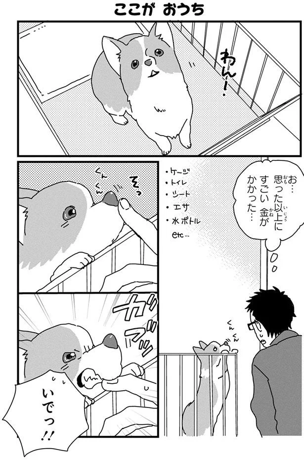うちの子との初対面 出会ってその日にビビビ婚 あしょんでよッ うちの犬ログ 2 7 レタスクラブ うちの子との初対面 出会ってその日にビビビ婚 あしょんでよッ うちの犬ログ 2 7 レタスクラブ