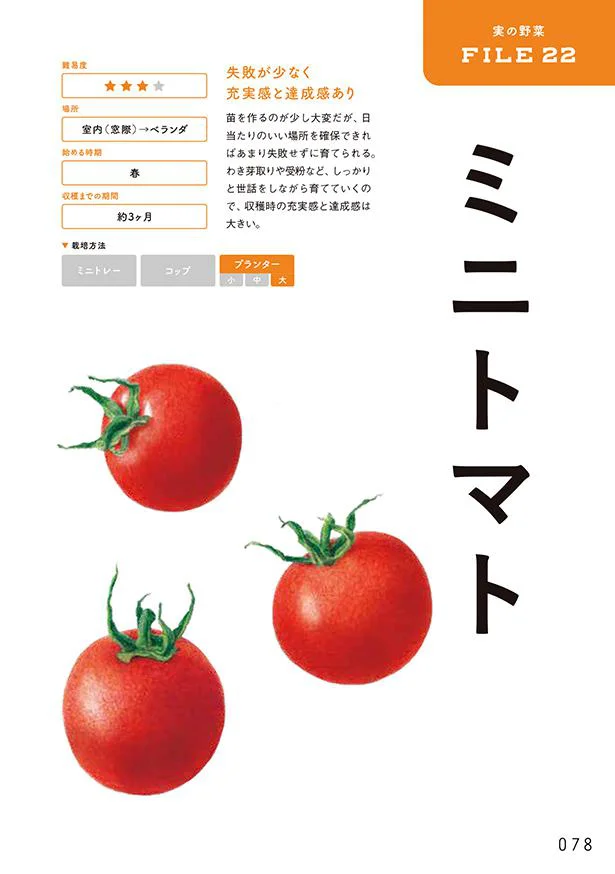 ミニトマトの栽培工程を分かりやすく紹介