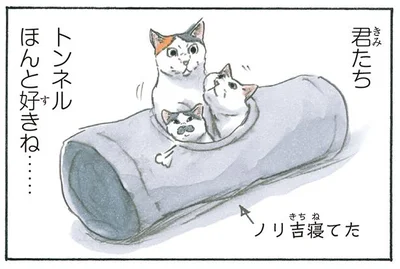 トンネルに集まる猫たち