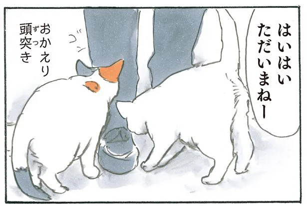 頭突きに通せんぼ…猫たちの「おかえり」の歓迎が熱烈すぎる！／拾い猫のモチャ6（7）
