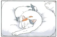 猫専用ベッドじゃ寝ないのに！ 新しいクッションを買ったら…／拾い猫のモチャ6（9）