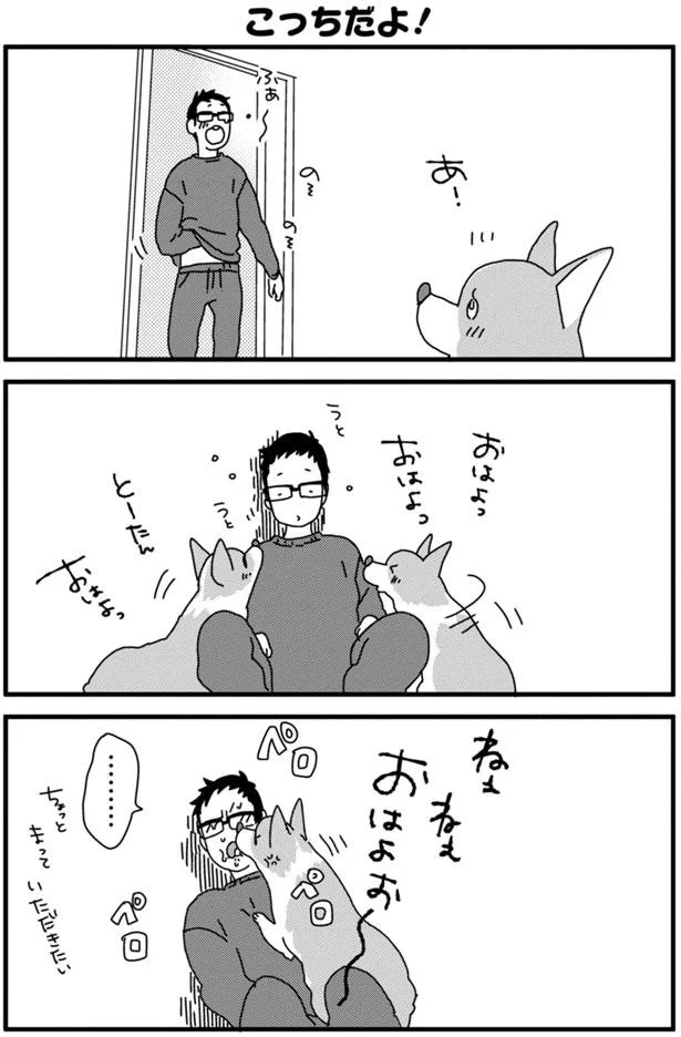 ぼくはつよい子 自信たっぷりにお散歩するコーギーがネコに遭遇すると あしょんでよッ うちの犬ログ 4 1 レタスクラブ
