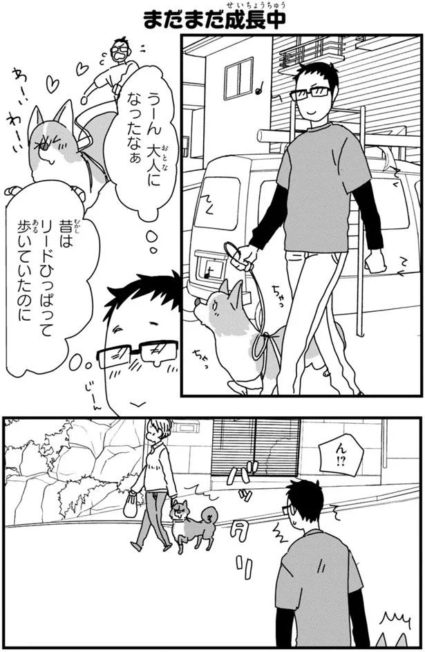 ぼくはつよい子 自信たっぷりにお散歩するコーギーがネコに遭遇すると あしょんでよッ うちの犬ログ 4 1 レタスクラブ