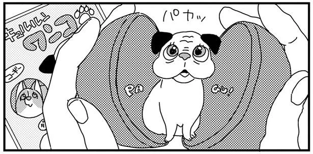 パカッ