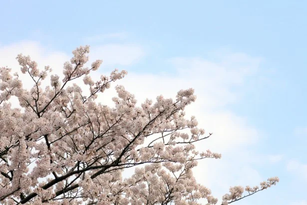 出不精や花粉症の人も楽しめる画期的なアイディア「エア花見」