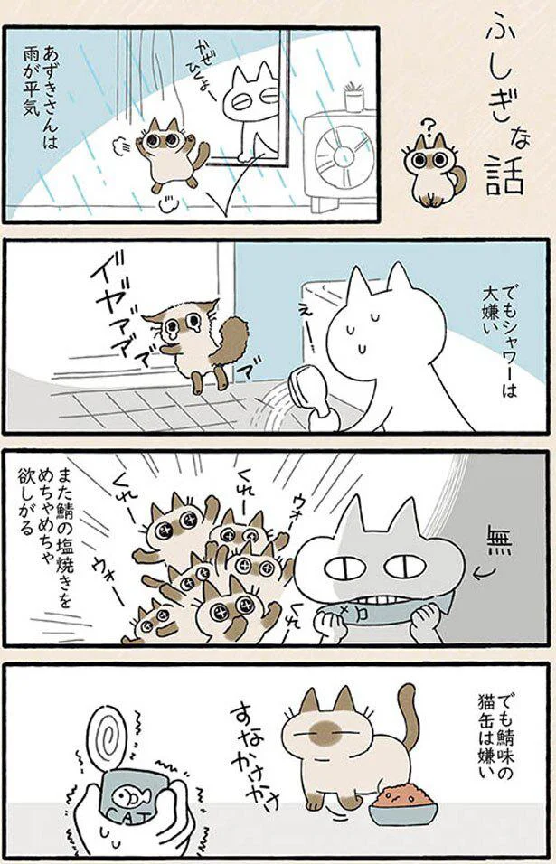 ふしぎなねこ