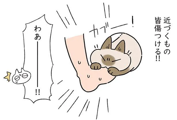 近づくと攻撃される!? ねこのあずきさんにトンネルブーム到来／シャム猫あずきさんは世界の中心（9）